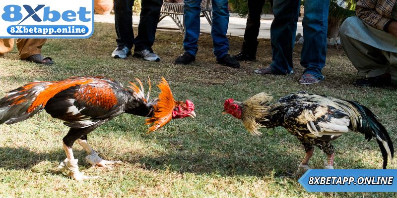 Một số chiến lược đá gà cựa dao hiệu quả từ cao thủ 