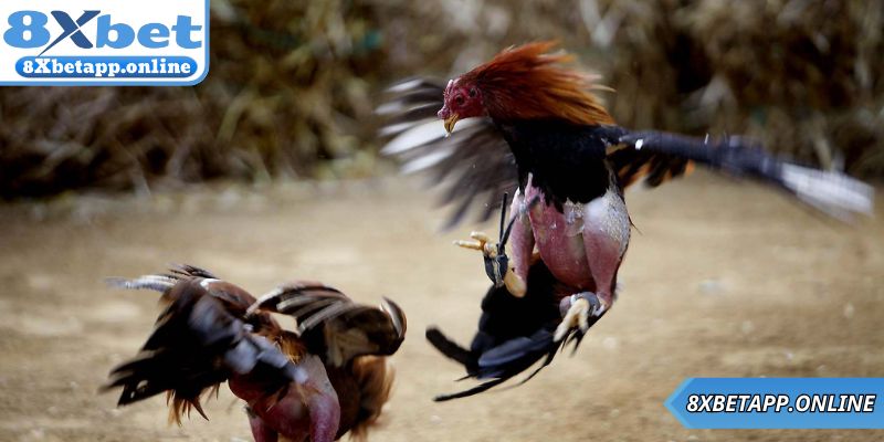 Giới thiệu về game đá gà cựa dao trên nền tảng 
