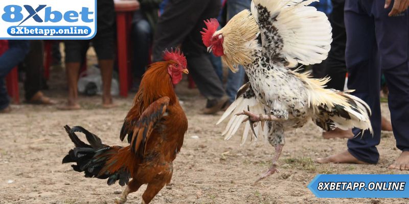 Các bước hướng dẫn chơi đá gà cựa dao trên cổng game 