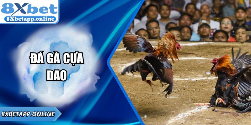 Đá gà cựa dao 8XBET – Trải nghiệm đỉnh cao cho cao thủ