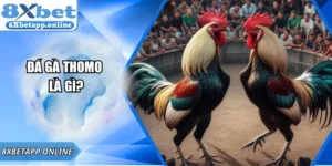 Đá Gà Thomo Là Gì?