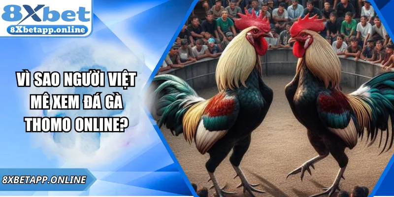 Vì Sao Người Việt Mê Xem Đá Gà Thomo Online?