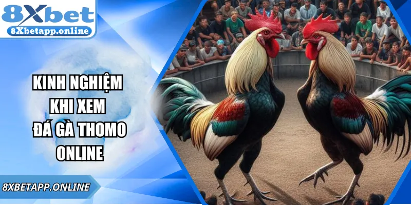Kinh Nghiệm Khi Xem Đá Gà Thomo Online