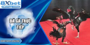 Đá gà trực tiếp – Trải nghiệm Cá Cược đỉnh cao tại 8XBET
