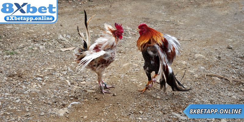 Một số hình thức đá gà trực tiếp trên nền tảng 