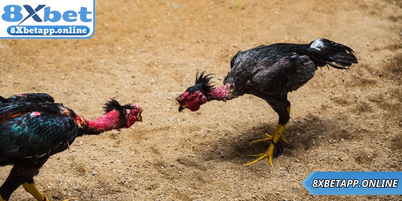 Các bước hướng dẫn tham gia đá gà trực tiếp tại 8XBET 