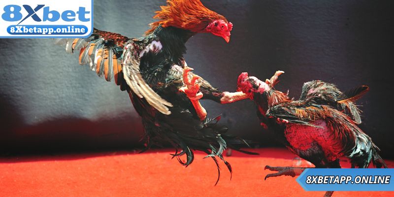 Tại sao nên xem đá gà trực tiếp tại nền tảng 