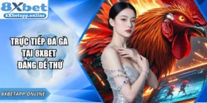 Trực tiếp đá gà tại 8xbet đáng để thử